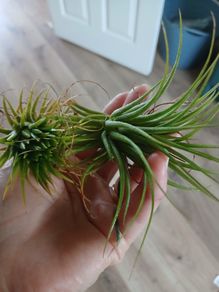 Tillandsia Air Plants