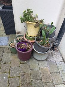 flower pots