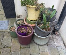 flower pots