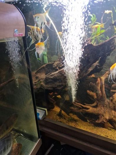 fish tank wood