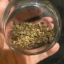 Large holly hock flower seeds (40) Image 3