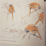 . Birds In Norfolk. A National & International Perspective By Andt Brown FABOLOUS LARGE VOLUME BOOK. In very good condition. . James Mccallum. Image 5