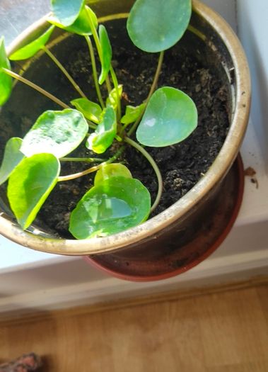 money plant