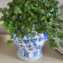 House Plants Image 2