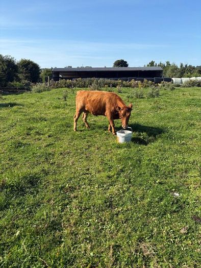Dexter heifer