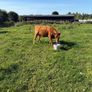 Dexter heifer Image 2