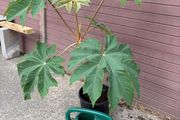 Tetrapanax papyrifer (Rice Paper Plant)