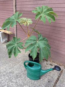 Tetrapanax papyrifer (Rice Paper Plant)