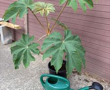 Tetrapanax papyrifer (Rice Paper Plant)