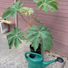 Tetrapanax papyrifer (Rice Paper Plant)