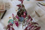 tradescantia