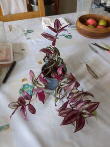 tradescantia