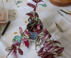 tradescantia