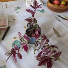 tradescantia