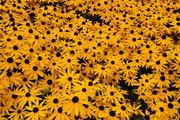Rudbeckia 'Goldstrum' (Black eyed Susan)