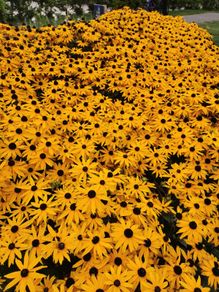 Rudbeckia 'Goldstrum' (Black eyed Susan)
