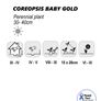 (C) Baby Gold Coreopsis seeds Perennial 1g (446463) Image 2