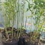 Bamboo Bissetii Image 6