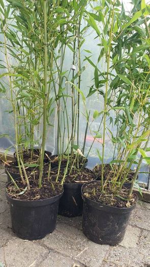 Bamboo Bissetii