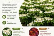 Viburnum Plicata Mariesii