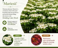 Viburnum Plicata Mariesii