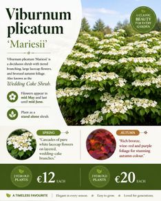Viburnum Plicata Mariesii