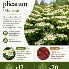 Viburnum Plicata Mariesii