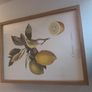 Frames botanical fruit prints (separately or as part of a set) Image 4