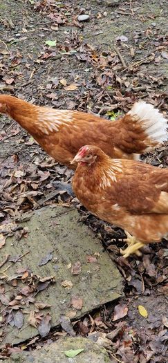 Pullets/hens/roosters/point of lay/