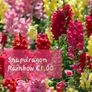 Snapdragon seeds from 1.00 euro per pack Image 8