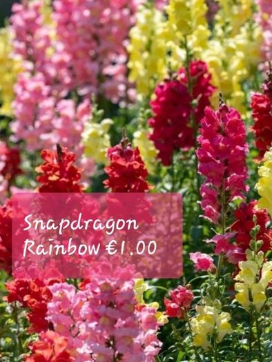Snapdragon seeds from 1.00 euro per pack
