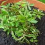 Japanese Strawberry-Raspberry plants 2l pot available in September 2024 Image 4