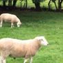 Lleyn Rams Image 2