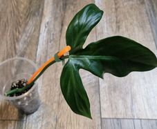 Philodendron Composportoanum leaf cutting