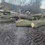 timber Image 2