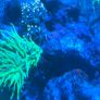 coral Image 4