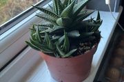 Haworthia Succulent Multiple Plants