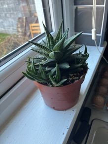 Haworthia Succulent Multiple Plants