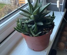 Haworthia Succulent Multiple Plants