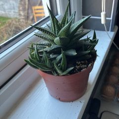 Haworthia Succulent Multiple Plants