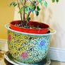 plant pots Image 5