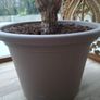 8ft Yucca Plant with pot Image 2