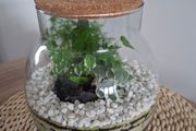 Forest in the jar