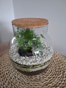 Forest in the jar