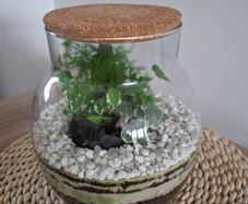 Forest in the jar