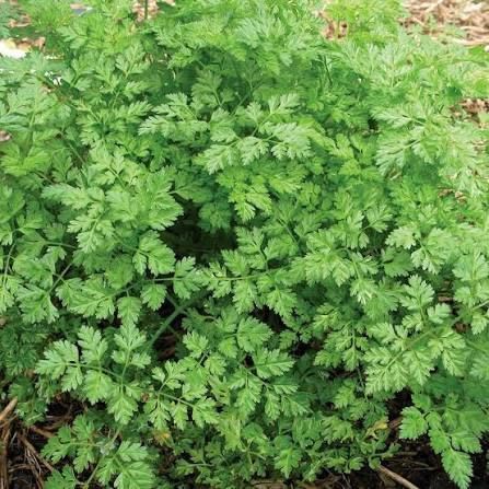 Chervil seeds 5g (