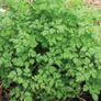 Chervil seeds 5g  Sow in July - August Image 2