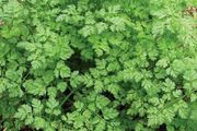 Chervil seeds 5g (
