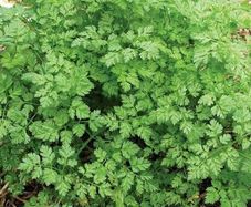 Chervil seeds 5g (