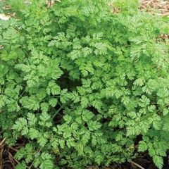 Chervil seeds 5g  Sow in July - August